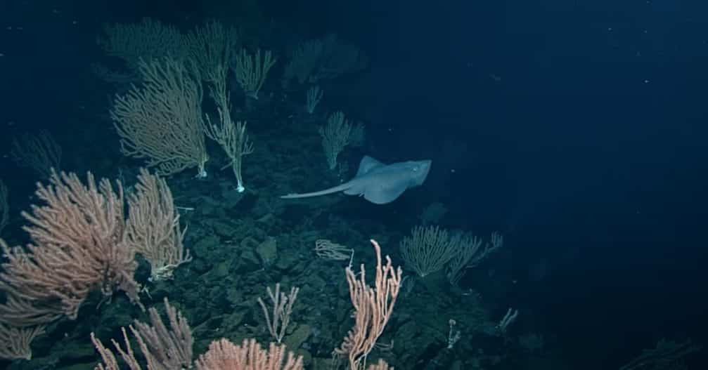 Pacific white skate swimming near volcano.