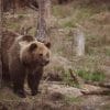 A picture of a big brown grizzly bear