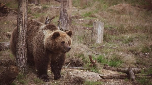 A picture of a big brown grizzly bear