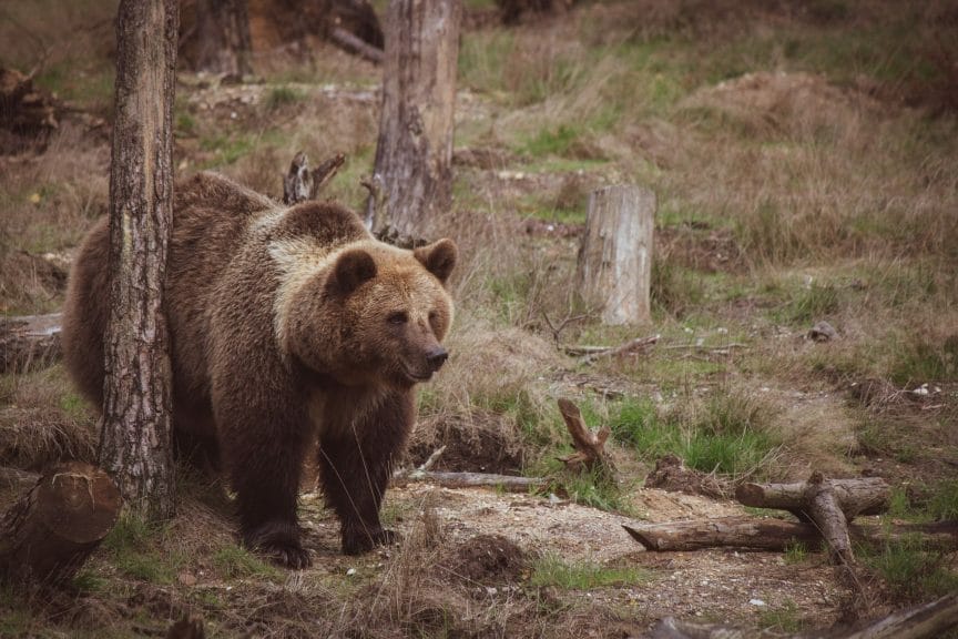 A picture of a big brown grizzly bear 