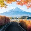 Mt. Fuji is located in Yamanashi Prefecture,Japan.In autumn, Maple leaf and kochia turn into red leaves.