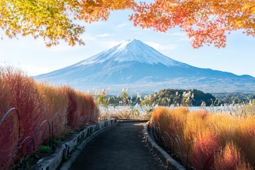 Mt. Fuji is located in Yamanashi Prefecture,Japan.In autumn, Maple leaf and kochia turn into red leaves.