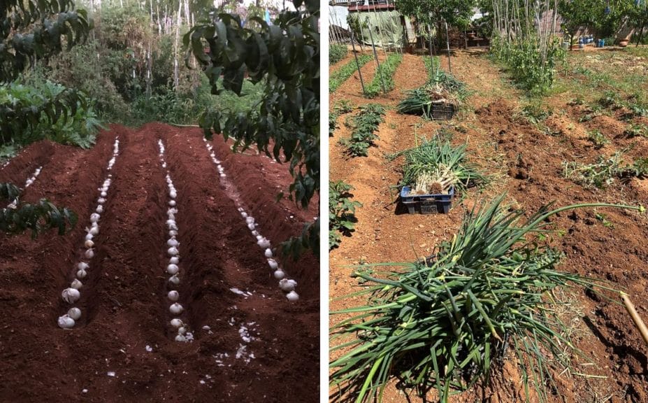 The before and after shots of cultivating calçots.