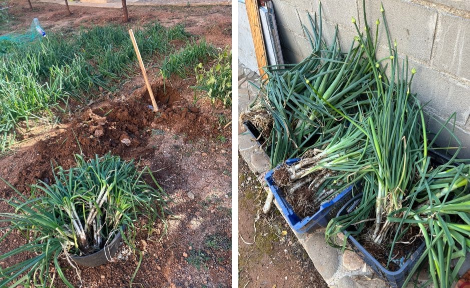Two images. One shows calçots in the soil, and the other captures the calçots after collection. 