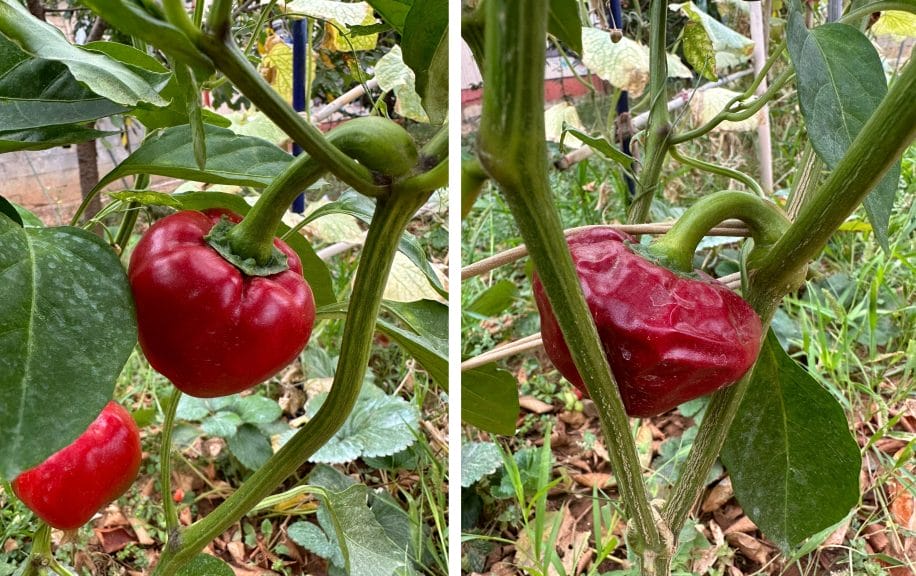 Two pictures of Nyora peppers.