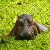 Cocaine Hippo hippos live in the rivers and lakes of Colombia