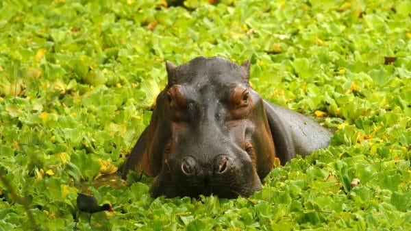 Cocaine Hippo hippos live in the rivers and lakes of Colombia