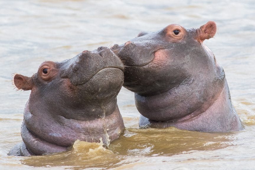 Two hippo calves swimming 