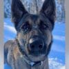 Image of Biza, the K9 that tracked a child from 2 miles.