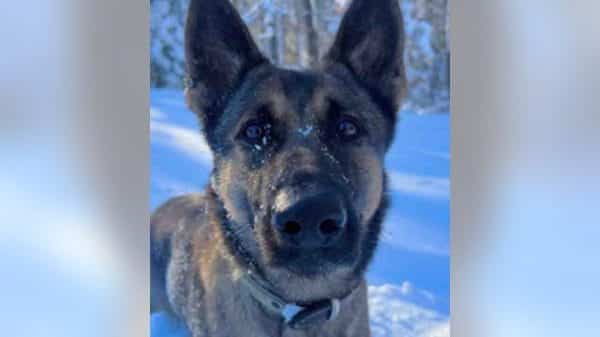 Image of Biza, the K9 that tracked a child from 2 miles.