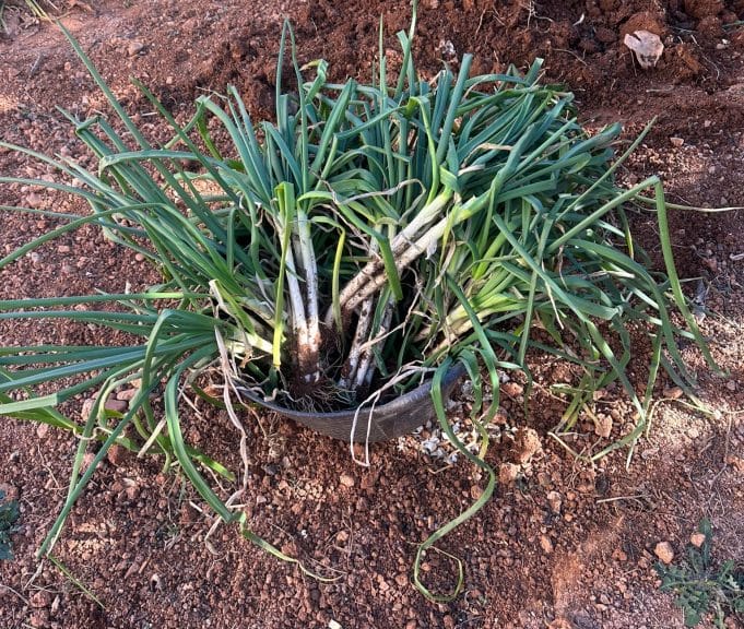 Calçots in a bucket.