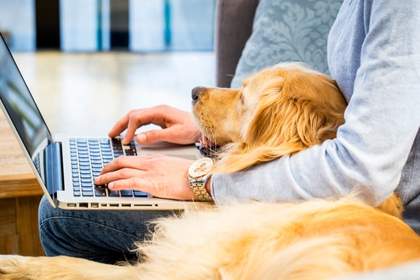 dog on professional man's lap in the workplace 