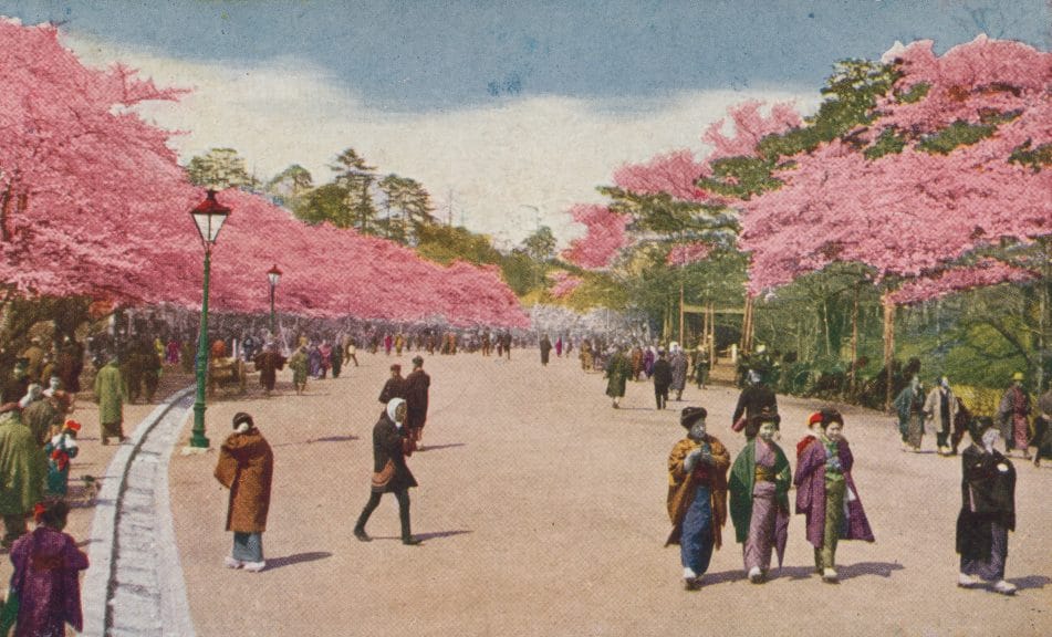 Single cherry blossom at Ueno Park (Flower season at Tokyo) Postcard, [between 1920 and 1940].