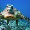 Image shows sea turtle underwater.