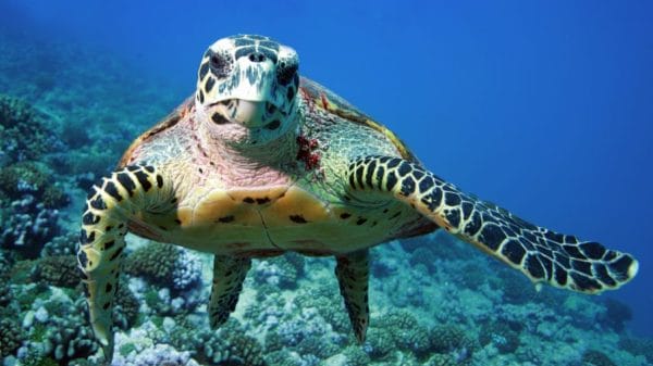 Image shows sea turtle underwater.