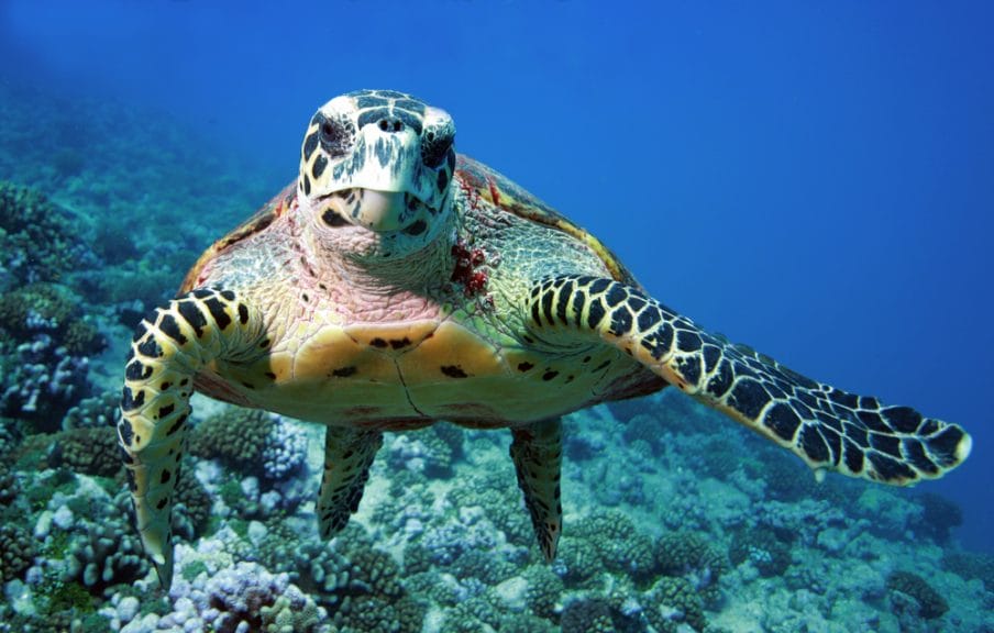 Image shows sea turtle underwater.