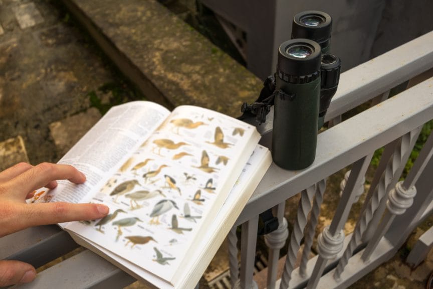 binoculars and book about birds