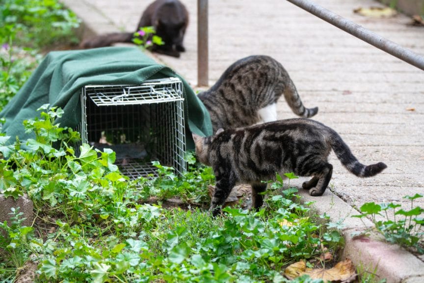 Cats looking into a rescue trap outside.