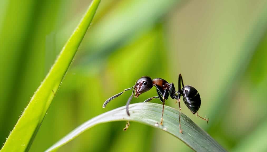 Folic acid is what causes the stinging sensation in ant stings.