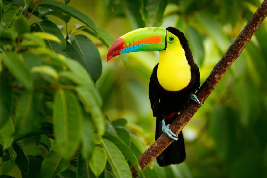Keel-billed Toucan sitting on a branch in the Boca Tapada forest in Costa Rica. 