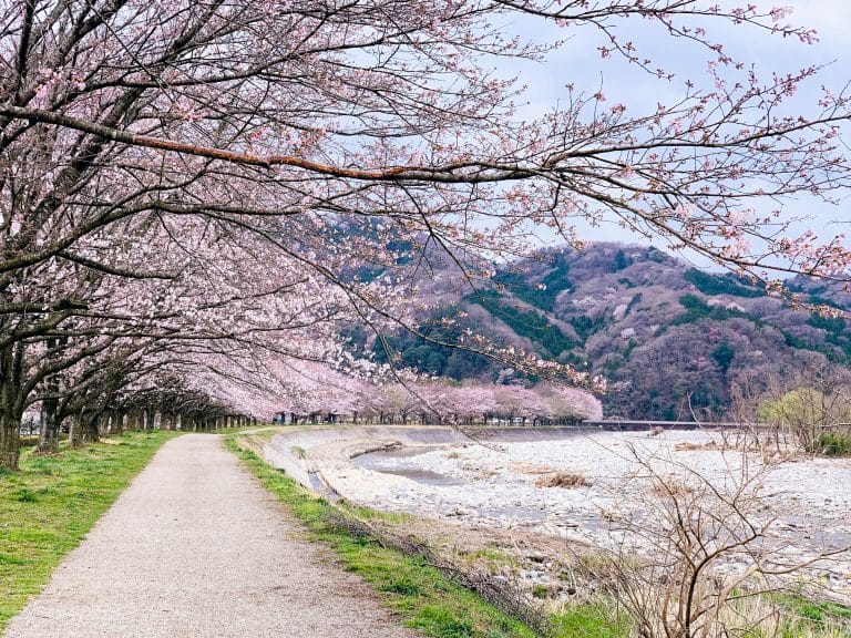 Japan's iconic cherry blossoms 
