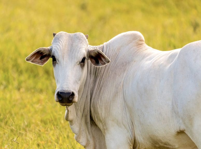 Nelore Cow grazing in a field, hump prominent.