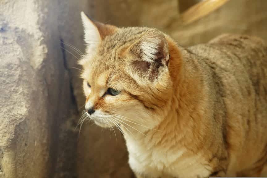 The sand cat Wild cat in a rocky terrain.