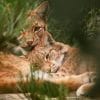 Two Lynx wild cats are cuddling hidden within greenery.