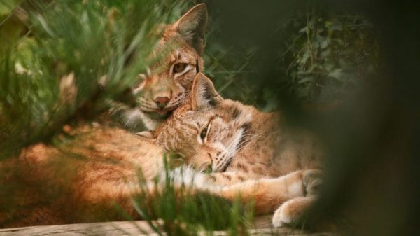 Two Lynx wild cats are cuddling hidden within greenery.