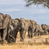 herd of elephants walking in a line in the wild
