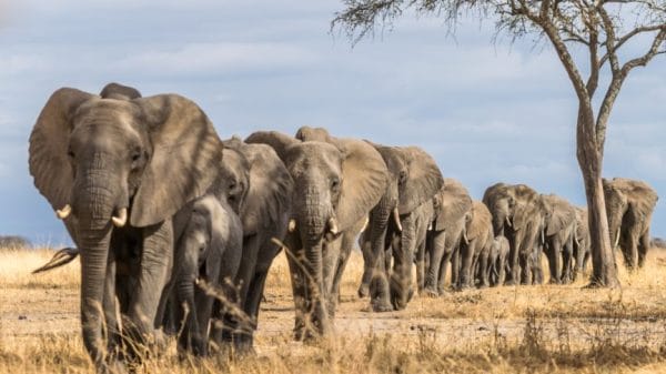 herd of elephants walking in a line in the wild