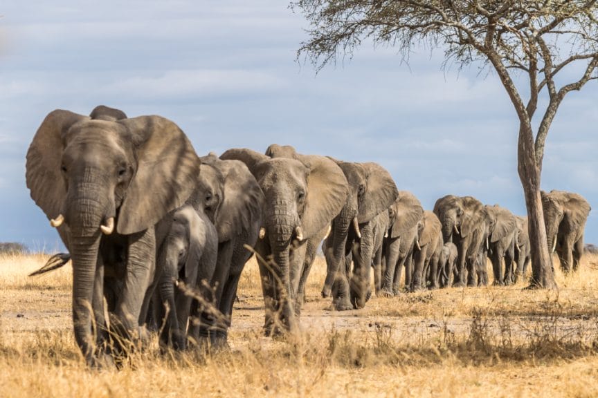 herd of elephants walking in a line in the wild