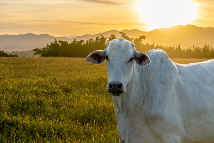 Nelore cow grazing in a field during sunset.