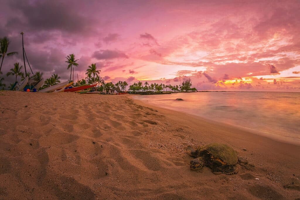 beach scene with boats and palm trees