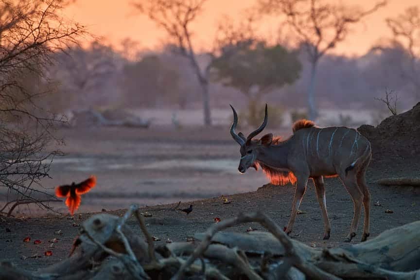 A Greater Kudu Accompanies African Birds On The Plains Of Mana Pools