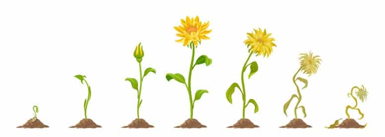 Flowers in the stages of life