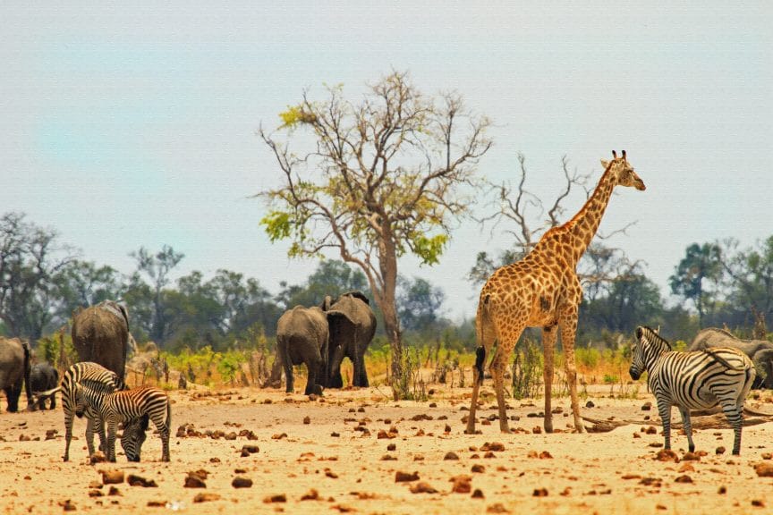 Wildlife Enjoy Each Other's Company At Hwange