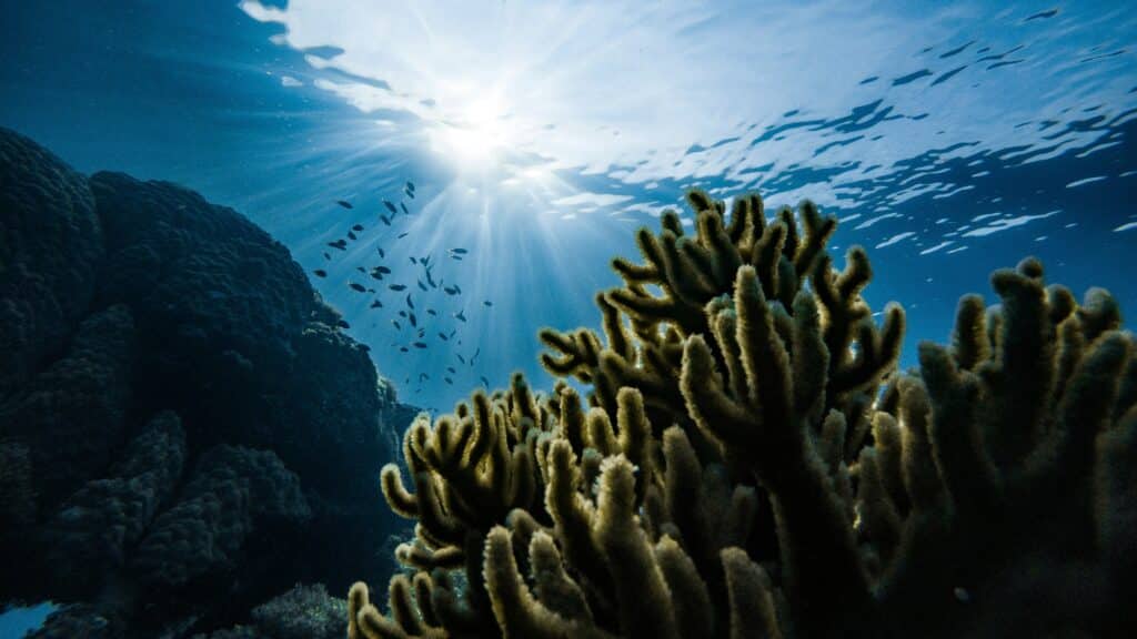 Coral in the Great Barrier Reef, Australia.