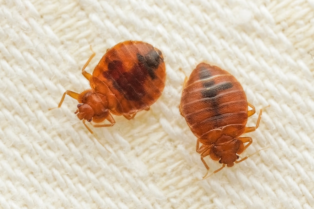 A close up photo of adult bed bugs