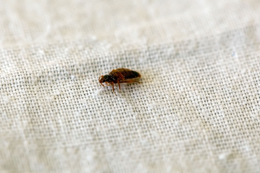 a bed bug on linen