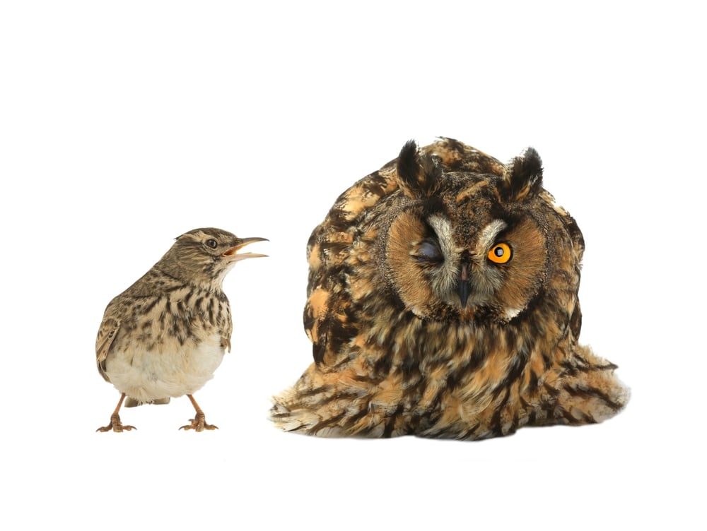 Figurative picture of a lark ("early bird") and a "night" owl. White background.