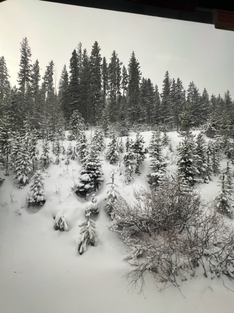 Trees buried in snow. Gray sky.