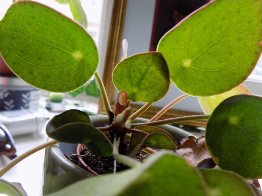 The Chinese Money Plant