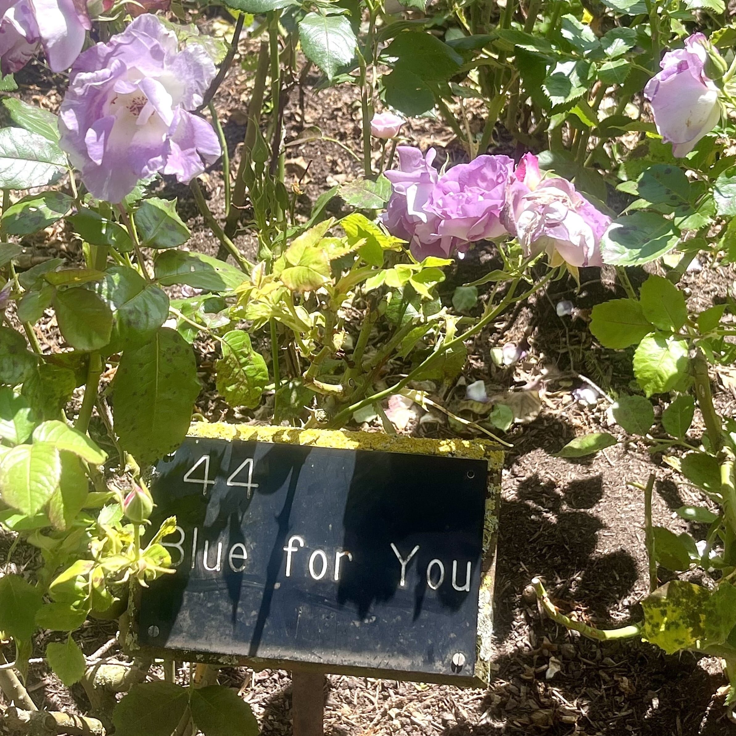 'Blue for You' roses