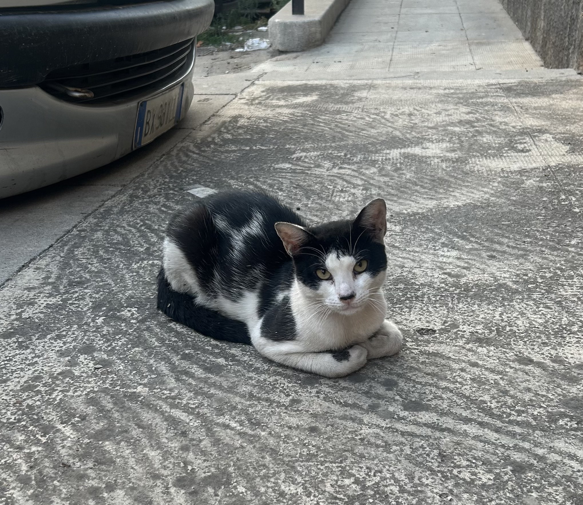 A cat in Palermo, Sicily