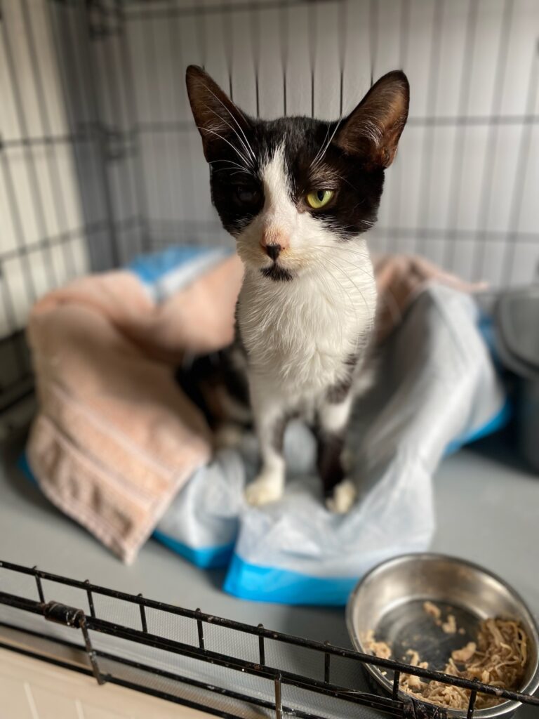 Tuxedo cat Poppy in the shelter cage.