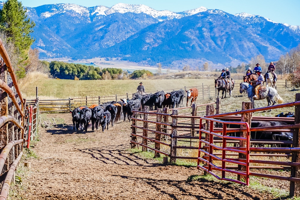 Angus beef cattle being herded into corrals with view of mountains on the distance.