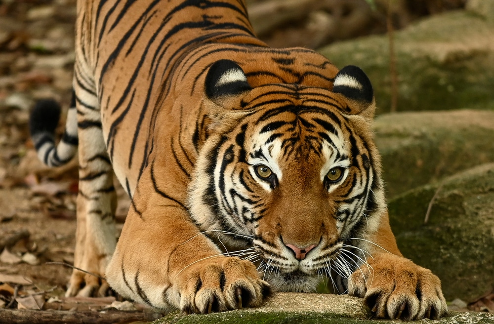 Malayan Tiger, the focal point of the Tiger King documentary