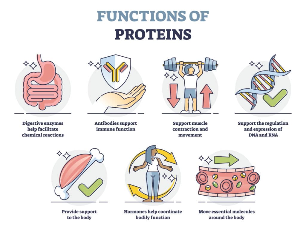 Illustrations of seven functions of protein