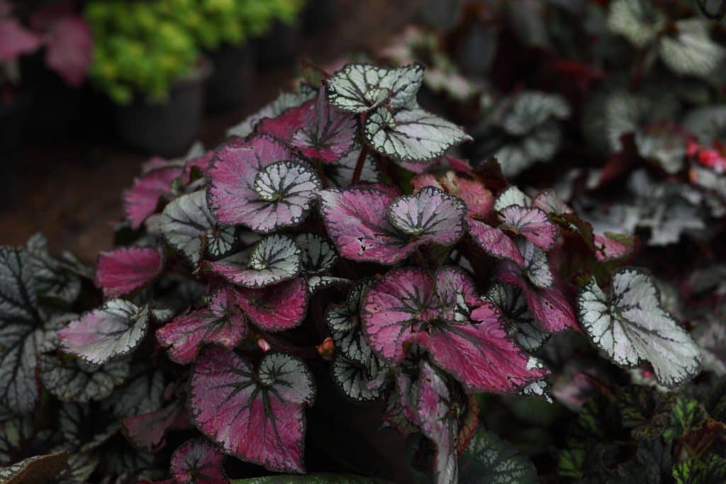 The spiral begonia